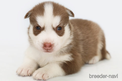 成約済の神奈川県のシベリアンハスキー-336740の4枚目